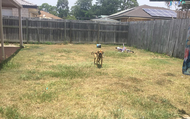 dog left tied up in full sun during heatwave